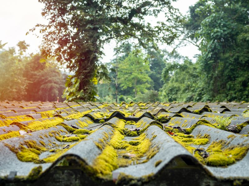 Close-up of Clean Shingles